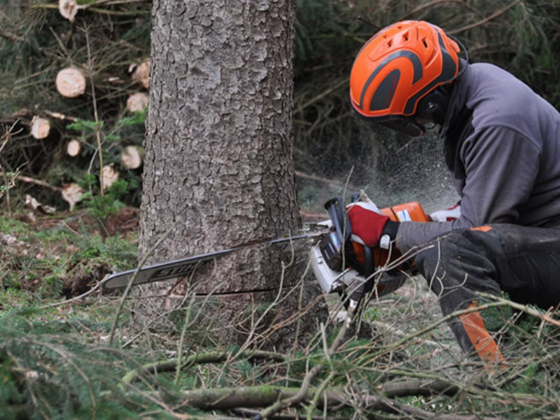englewood tree removal services 