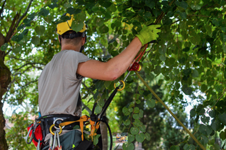 tree care experts in aurora