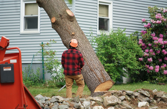 tree removal prices denver