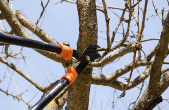 tree trimming services centennial co